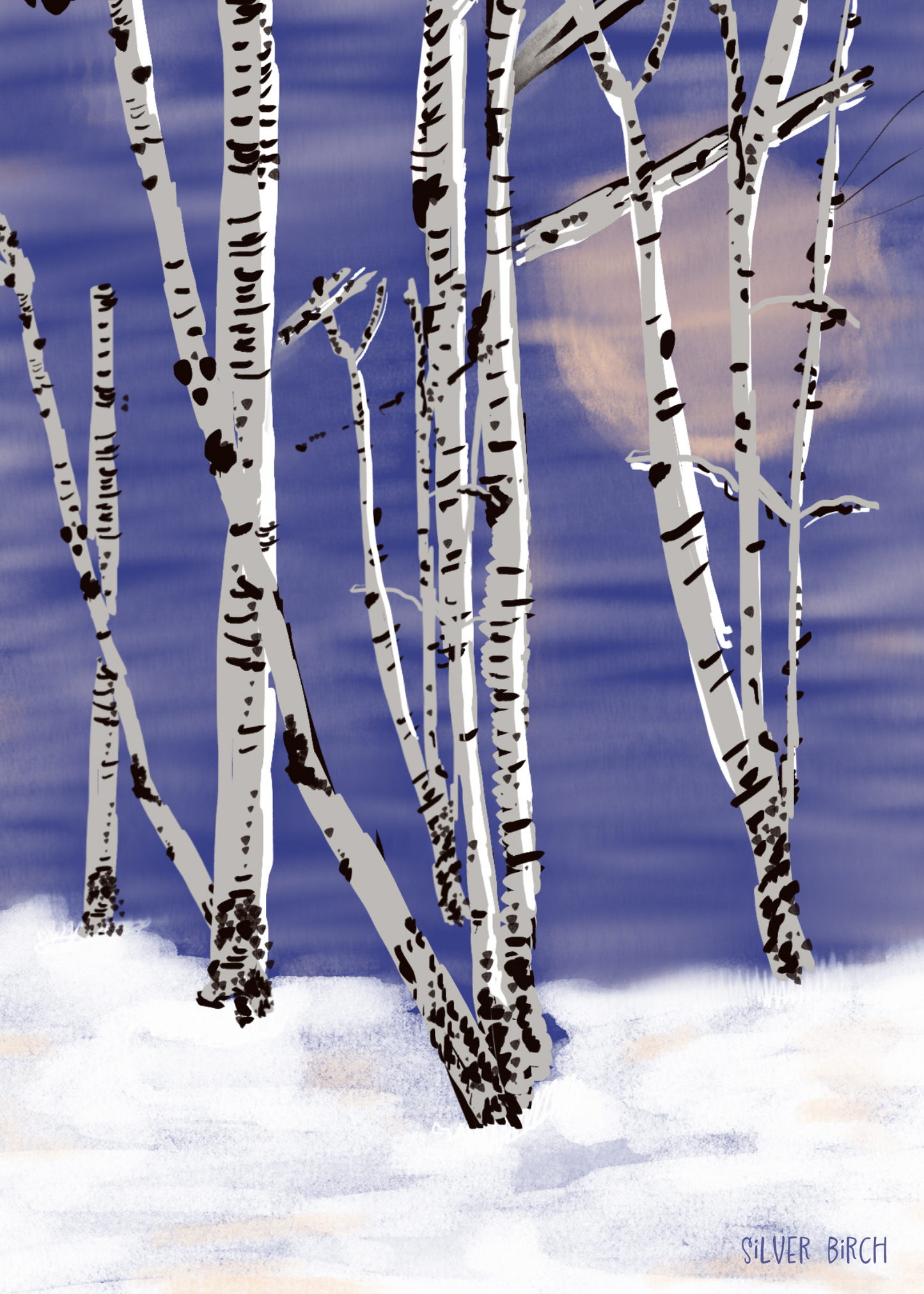 Silver Birch